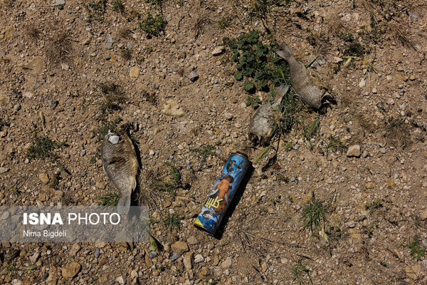 تصاویری از مرگ دسته‌جمعی ماهی‌ها در زنجان