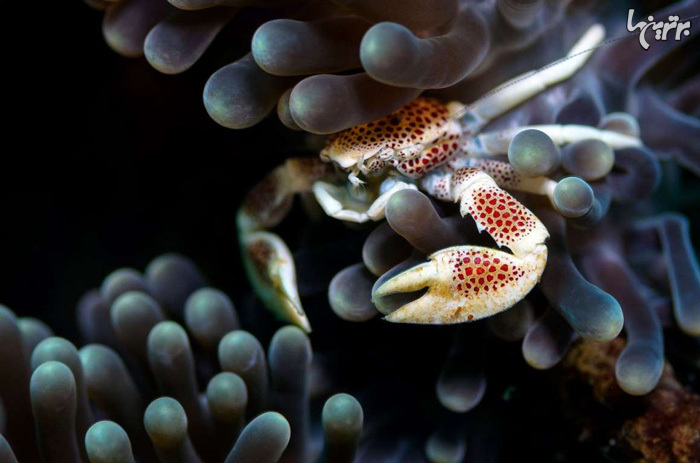 تصاویر شگفت انگیز از حیات زیر آب