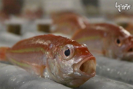 عصبانیت مردم ژاپن از منجمد کردن 5000 ماهی