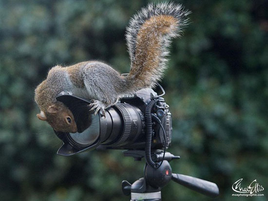 عکس: کنجکاوی سنجابی!