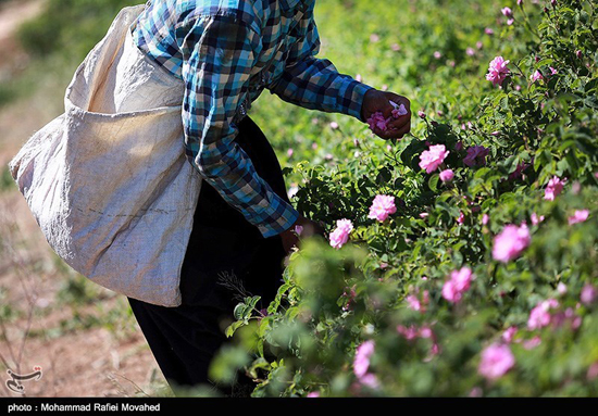 فصل گلاب گیری در کاشان