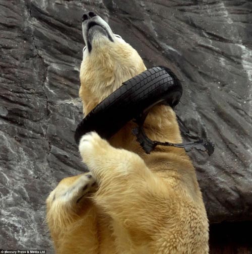 گردنبند جالب یک خرس قطبی +عکس