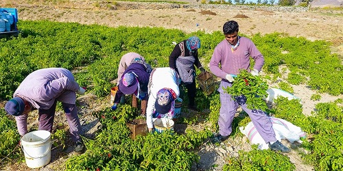 فلفل قرمز، در سرزمین زیبای فلفل