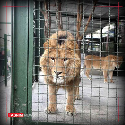 حمله مرگبار یک شیر در باغ وحش اراک