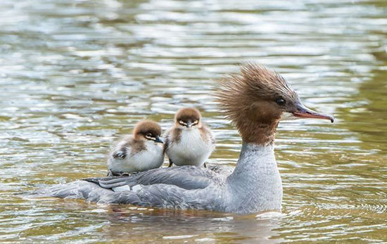تصاویری از عشق مادرانه در پرندگان