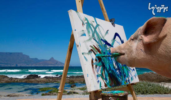 پیگکاسو؛ تنها خوک نقاش جهان