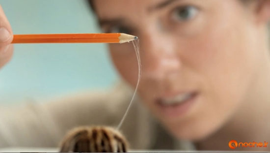 تنیدن موفقیت‌آمیز تار عنکبوت در آزمایشگاه