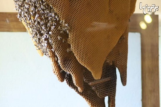 موزه زنبورها! +عکس