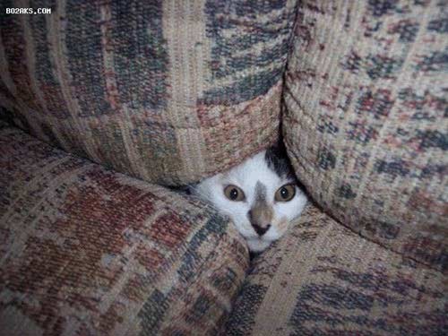 گربه های جاسوس در کمین نگاه شما!
