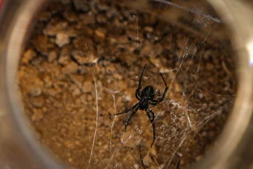 مرد عنکبوتی ایران را بشناسید