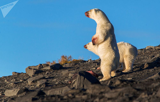 خرس‌های قطبی؛ این موجودات زیبای دوست‌داشتنی