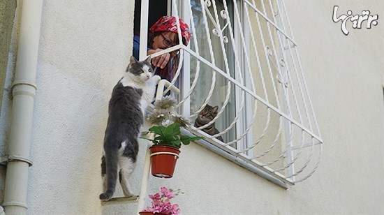 ساخت نردبان برای نجات گربه ها از سرما