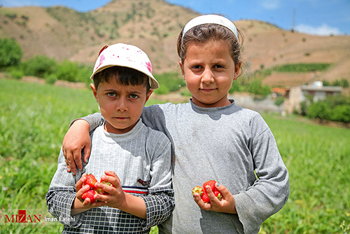 باغات کردستان غرق در برکت و رنگ زیبا
