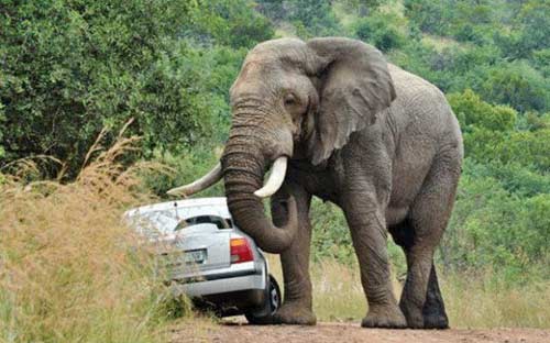 سرانجام سبقت گرفتن از فیل را ببینید!