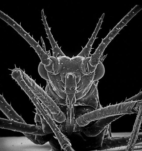 تصاویر شگفت‌انگیز از حشرات با میکروسکوپ