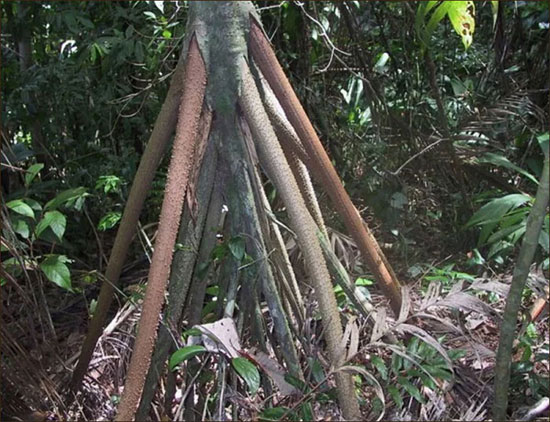 تصاویری از درخت متحرک در اکوادور