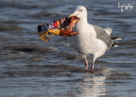 تصاویر تاثیرگذار از تاثیر استفاده از پلاستیک بر محیط زیست