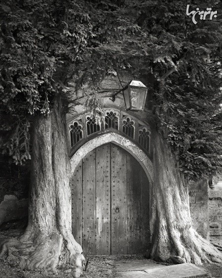 تصاویر سیاه و سفید از قدیمی‌ترین درختان جهان