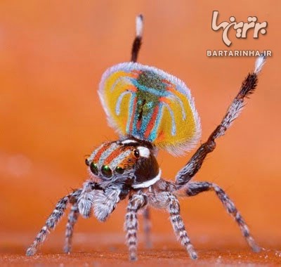 عنکبوت طاووسی؛ زیباترین عنکبوت جهان