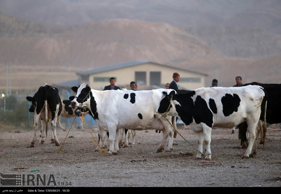 بازار خرید و فروش دام در آستانه عید قربان