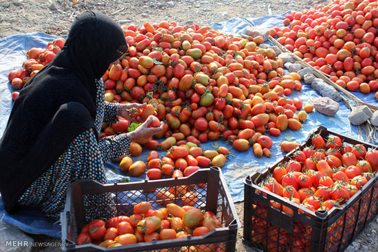 عکس: برداشت گوجه فرنگی در هرمزگان