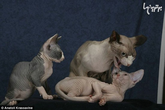 نژادی از گربه‌ها که شبیه جن هستند! +عکس