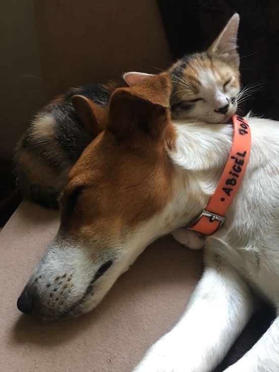 دوستی سگ و گربه که لبخند روی لبتان می‌آورد