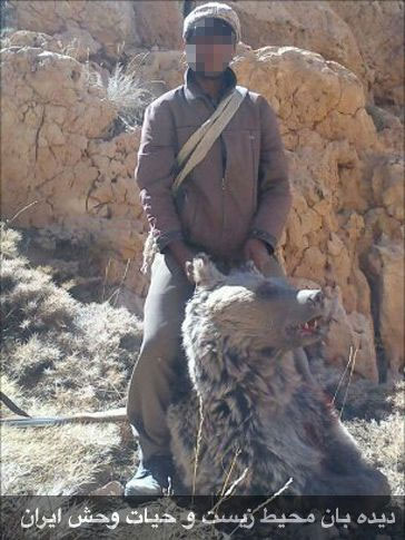 بازداشت عاملان کشتار یک خرس +عکس