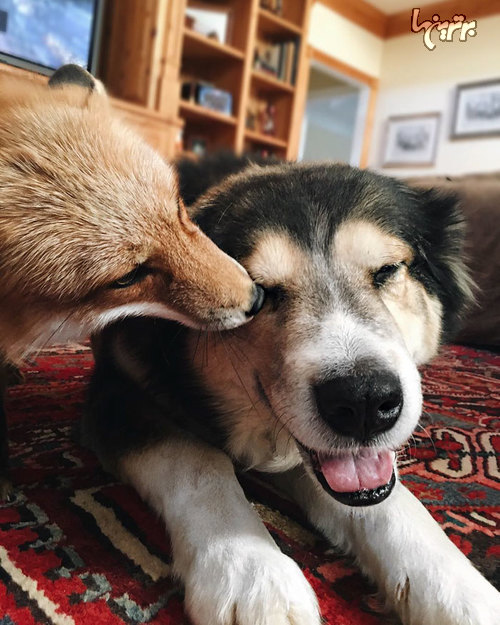 دوستی عجیب و جالب سگ و روباه! +عکس