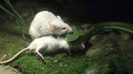 از جان گذشتگی در دنیای موش ها! +عکس