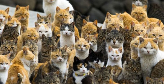جزیره گربه‌ها، پیشنهادی برای گربه دوستان