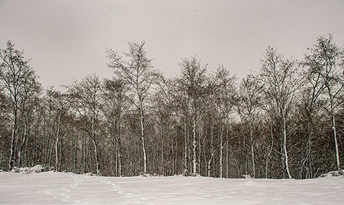 برف و کولاک در جنگل‌های بهشهر مازندران