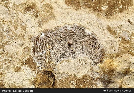 کشف فسیل 20 میلیون ساله در ایران +عکس