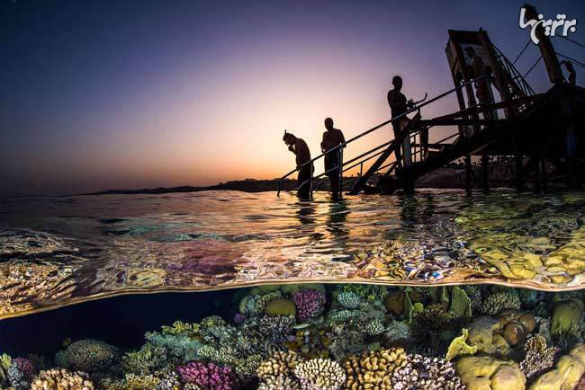 برندگان مسابقه عکاسی زیر آب سال ۲۰۱۸