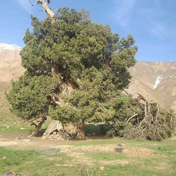 توضیح میراث فرهنگی درباره‌ی درخت ۲۷۰۰ ساله