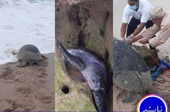 نجات لاک‌پشت بزرگ در ساحل عسلویه