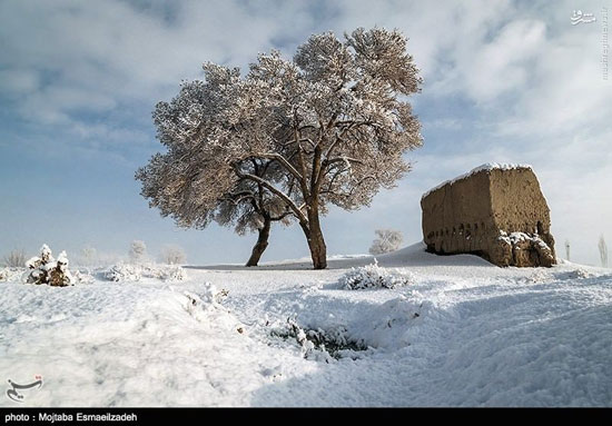 عکس/ طبیعت برفی آذربایجان غربی