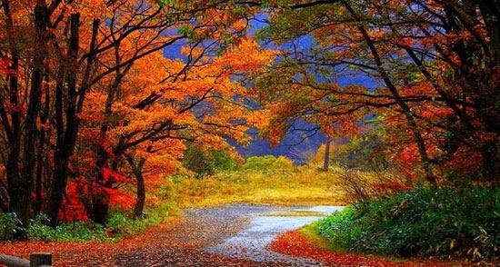 تصاویر زیبا از برگ‌ ریزان هزار رنگ