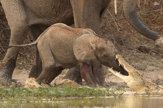 حمله ناکام تمساح به بچه فیل +عکس