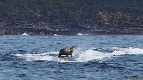 موج‌سواری فُک بر پشت نهنگ! +عکس