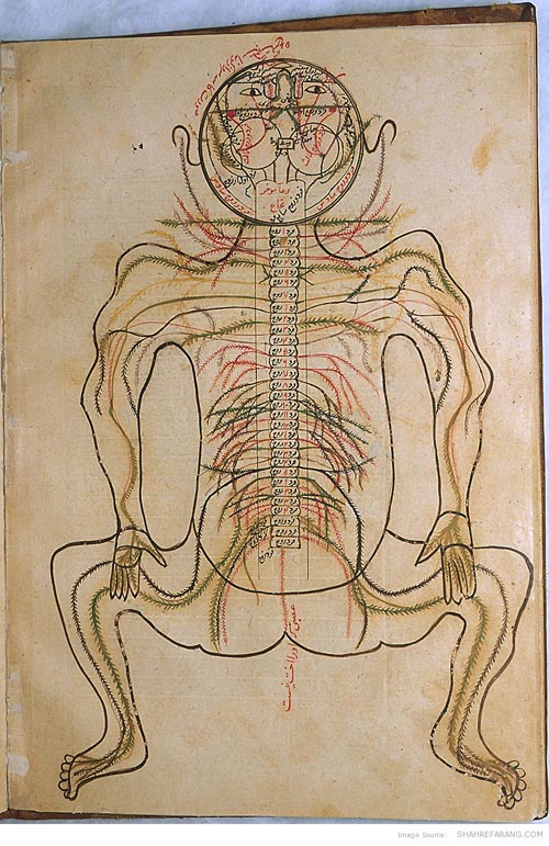 قدیمی‌ترین تصاویر از آناتومی بدن انسان