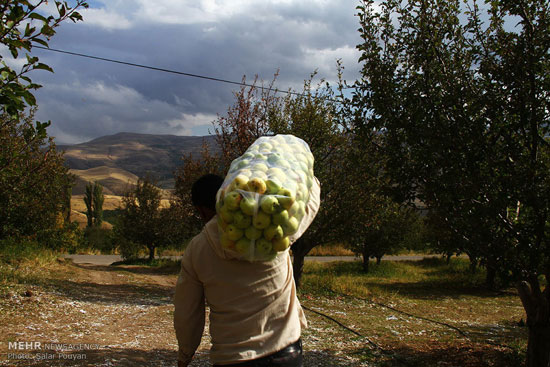 عکس: خسارت تگرگ به باغ های سیب میانه