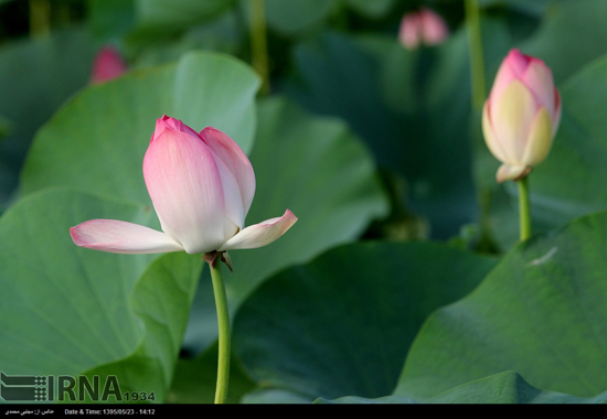 زیبایی فوق العاده تالاب انزلی