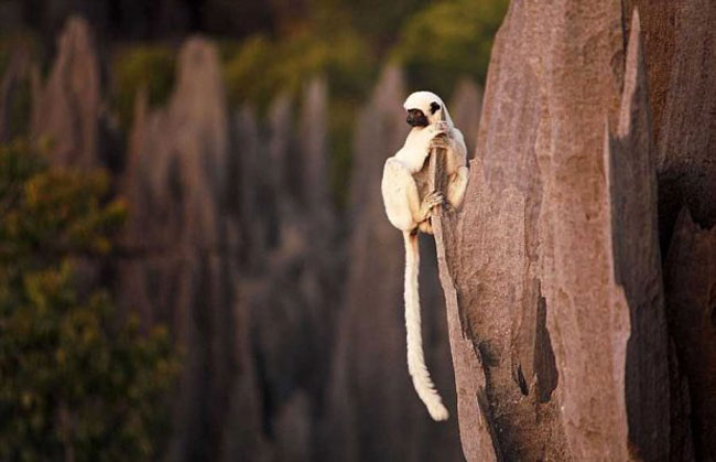 سفری هیجان انگیز به جنگل سنگی ماداگاسکار
