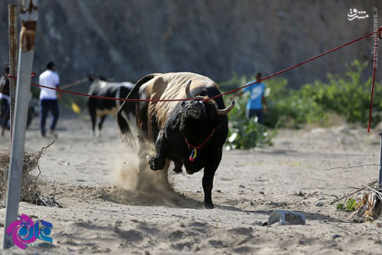 عکس: جنگ سنتی گاو ها در امارات