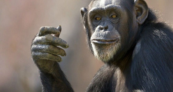 چرا میمون‌ها نمی‌توانند حرف بزنند؟