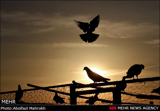 گزارش تصویری: کفتر بازی تهرانی ها!