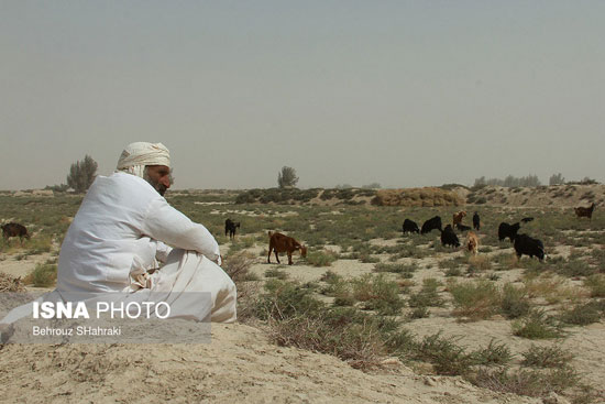 شروع باد‌های ۱۲۰ روزه در سیستان