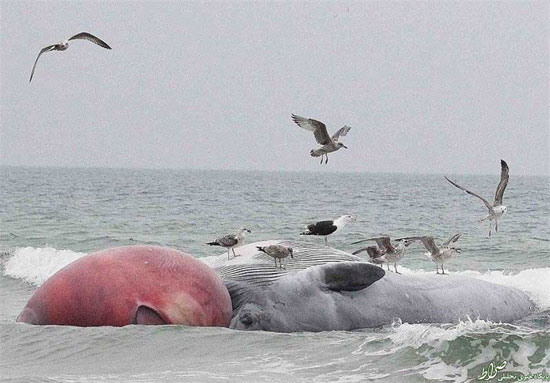 جابجایی لاشه نهنگ 20 تنی +عکس