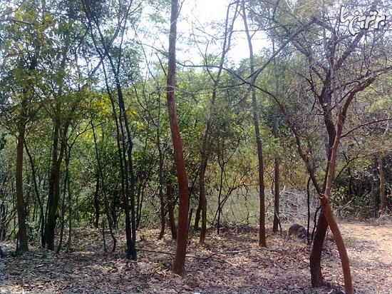 کاشت 50 میلیون درخت در 24 ساعت در هند
